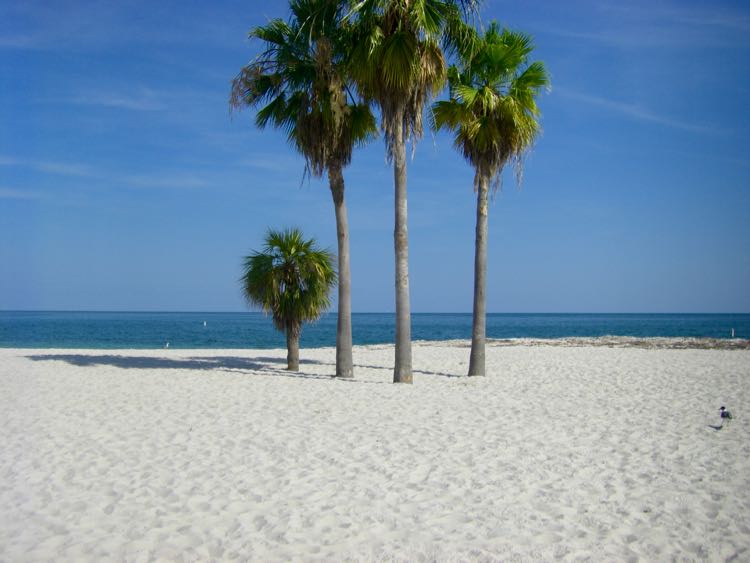 palm tree and soft sand of Sombrero Beach in Florida Keys