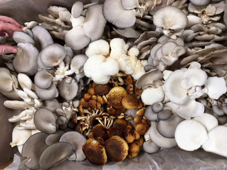local Mississippi mushrooms at White Pillars in Biloxi MS