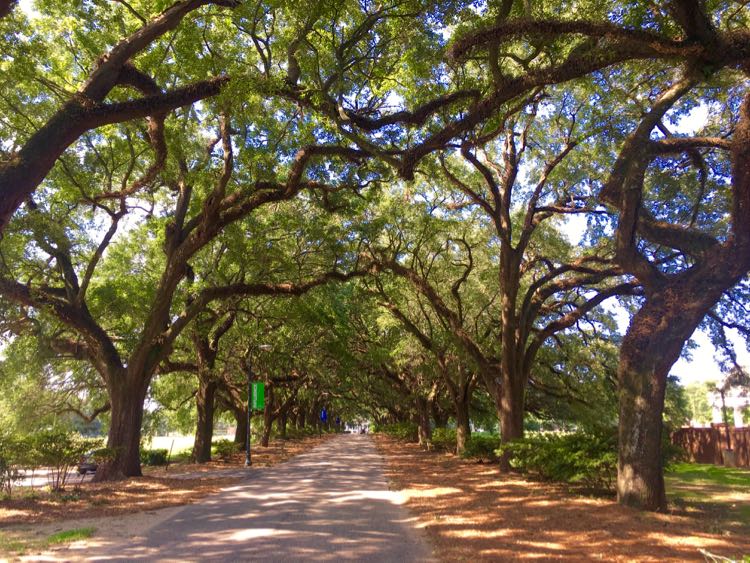 Avenue of the Oaks at Spring Hill College