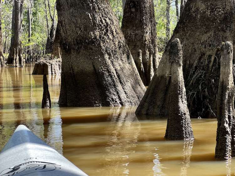 kayak the Big Thicket Trail
