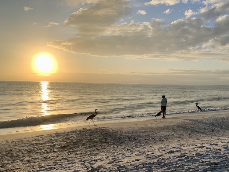 perfect Anna Maria Island FL sunset with a person and blue herons