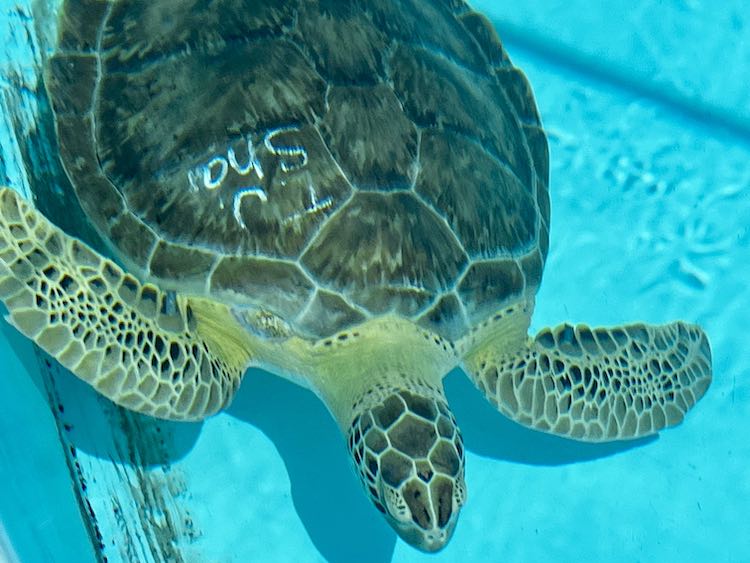 rescued sea turtle at The Turtle Hospital in Marathon Florida Keys