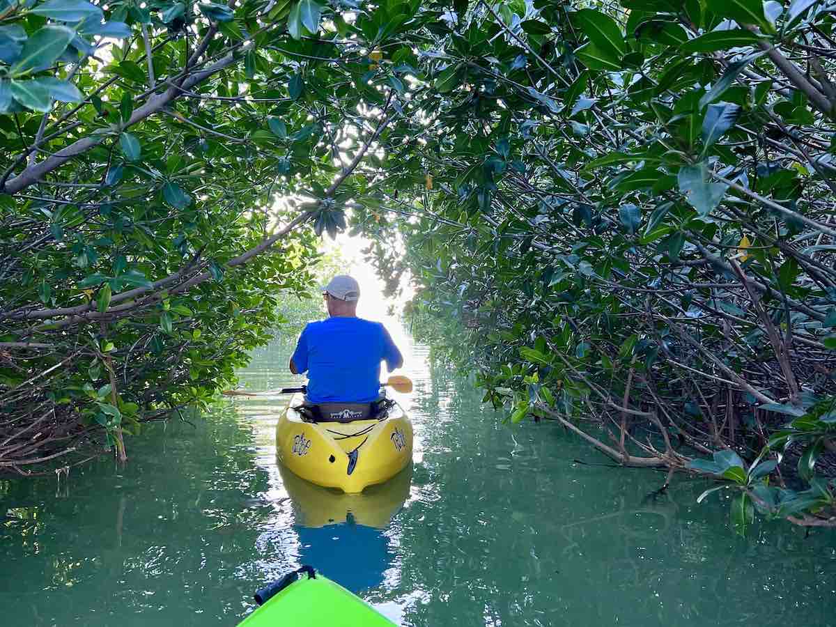 kayaking through mangrove tree tunnel